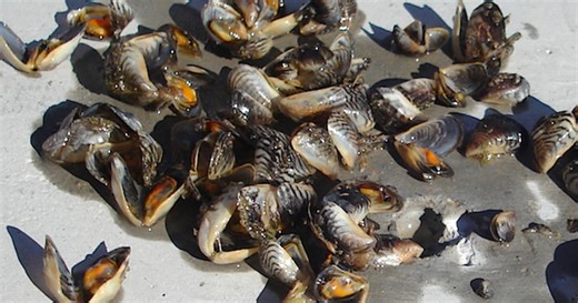Zebra mussels discovered at Highline Lake