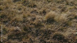 Dry mountain yellowed grass on strong wind