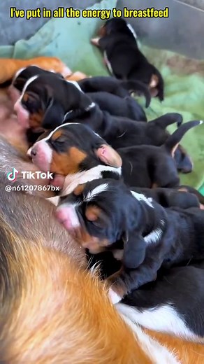 The Joy of Breastfeeding: A Heartwarming Bond Between a Pet Dog and Her Tiny Puppy
