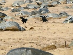 Nearly a million Olive Ridley sea turtles have arrived for nesting at Odisha’s Gahirmatha Beach and Rushikulya Rookery, the most preferred nesting grounds of the turtles.The coast of Odisha is the largest mass nesting site. Wildlife officials have also claimed that this year could see the highest number of turtles. video: Subrat Kumar Pati | BBC News India