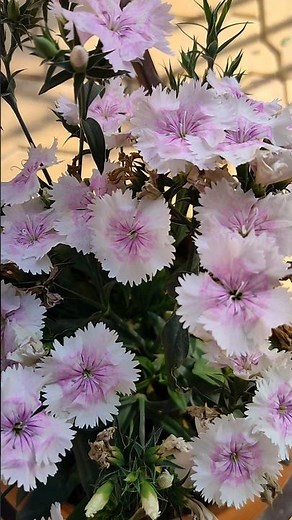 White Pink Dianthus Flowers | So Many Blooms in One Pot 🌸#flowers #viral #plants #winter
