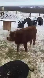 LOL a goat riding a donkey | Funny Viral Videos