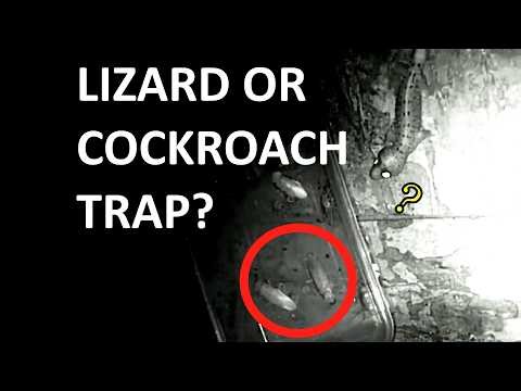 Lizard or Cockroach Trap