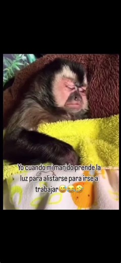 No Dejan Dormir a Gusto: Un Despertar Inesperado