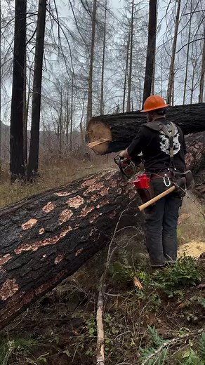 19K views · 1.8K reactions | Fall for show and buck for dough! Bucking logs is a simple concept but full of nuance. When you dive into the realm of making quality logs the technical side of bucking really rears its head. #topheavytimber #standupandbuck #stillcuttingburntlogs | Brennen Miller | Facebook