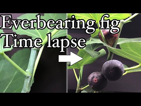 Growing everbearing fruit figs indoor - fig fruiting time lapse