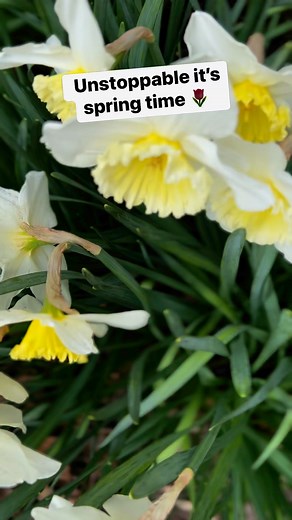 It’s springtime 💐 #reelsvideoシ #fbreelsfypシ゚viralシ #fbreelsfypシ゚viralfbreelsfypシ゚viral #reelsviralシ #reelsfbviralシ #fbreelsfypシ゚viral #fbreelsfypシ゚ #reelsfypシ @highlight | Ronaldo Hong