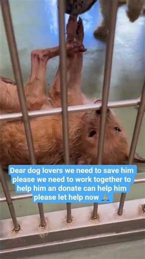 Can you please help now even $10,$50,$100 her needs treatment 🙏 😭