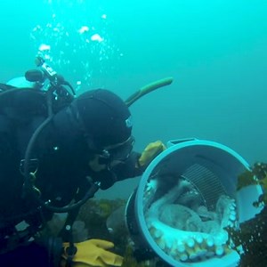 765K views · 2.7K reactions | Agnes, the giant Pacific octopus, was released back to the ocean! We dive when we release octopus so we can ensure they begin their reintroduction to the wild in a safe spot with plenty of shelter. | Alaska SeaLife Center | Facebook