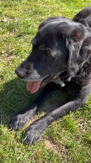 4.3K views · 570 reactions | Senior Labrador Nell tricks Sara into giving her three biscuits | Conversations with Nell | Facebook