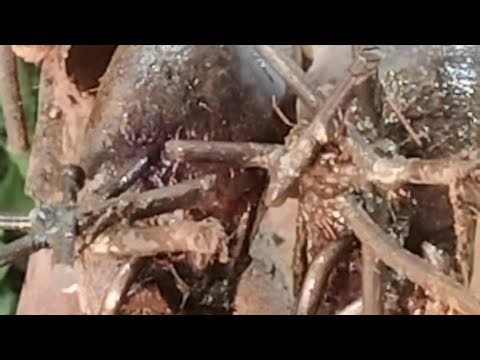 Rusty metal! pulling, removing and treatments cow'shoof ‪@HorseHoofTV‬