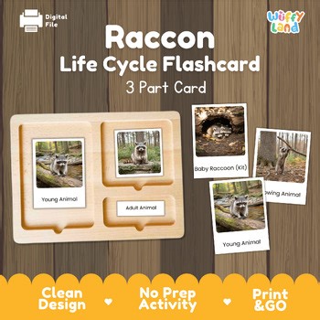Raccoon Life Cycle Montessori 3-Part Cards - Science Zoology Mammal Flashcards