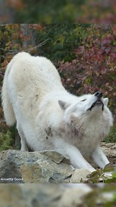 When a wolf lowers the front part of its torso while keeping the hind part upright, this behavior is called a bow. Assistant Wolf Curator Abby explains the different types of bow behaviors in this week's ethogram video. Which bow have you witnessed your dog exhibiting? #internationalwolfcenter #wolves #wolf #WolfWednesday #wolfethogram | International Wolf Center