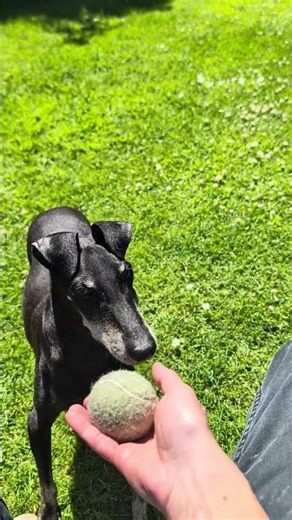 Chester the Manchester Terrier and His Tennis Ball