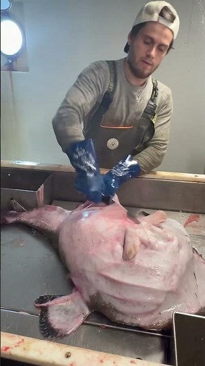 Monkfish had a Big dinner by eating two other fish🐟