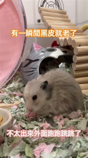 紀錄兩歲的倉鼠，突然有一天就變得不活潑了.