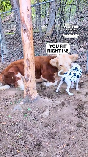 42K views · 2.3K reactions | That costume is just adorable 凉 | Fluffy Animals | Facebook