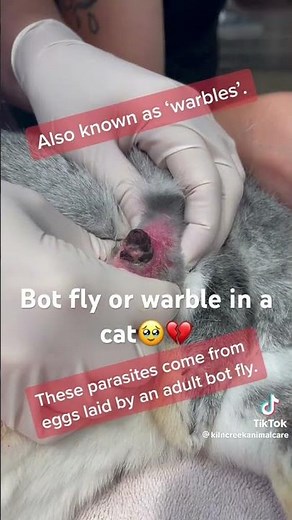 Bot fly removal in a cat