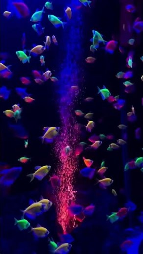 Stunning Colorful Fishes in Aquarium | Relaxing Fish Tank