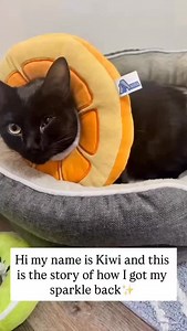 29 reactions · 3 comments | Kiwi is still looking for her forever home. Please share her story and help this darling, very patient girl. | RSQ | Facebook