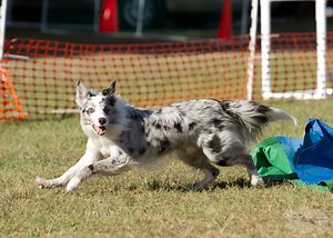 Fun Day of Dog Dock Jumping and Dog Agility!
