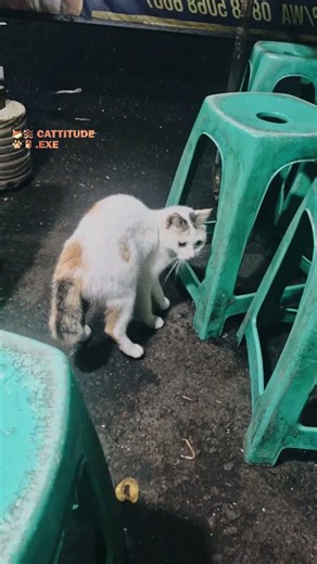 Random encounter detected. System stability: Questionable 😼