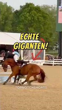 Die 5 GRÖSSTEN Pferde der Welt! 🐎💥 (Echte Giganten)