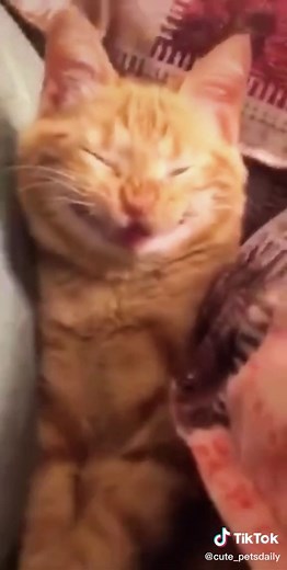 Evil Smile Cat Compilation