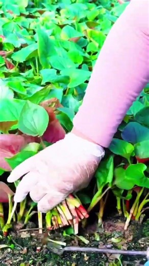 manual vegetable harvesting skills #agriculture #shorts