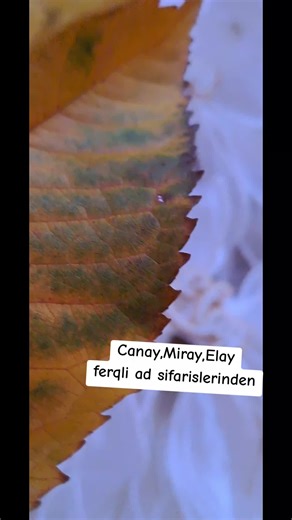 nenesinin 3 gozel qizlar ucun sifaris verdiyi bantikler#mekteblibantlari #goycay #hediyyeler #mydreamshandmade #qutu