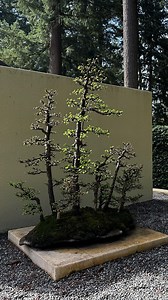 The spirit of bonsai, according to Toichi Domoto, as quoted by his daughter, Marilyn Domoto Webb. Bonsai pictured here: Japanese Larch (Larix kaempferi) saikei. Originally created in 1976 by Taki Nagasawa. #bonsai #bonsaiinspiration #bonsailife #toichidomoto | Pacific Bonsai Museum