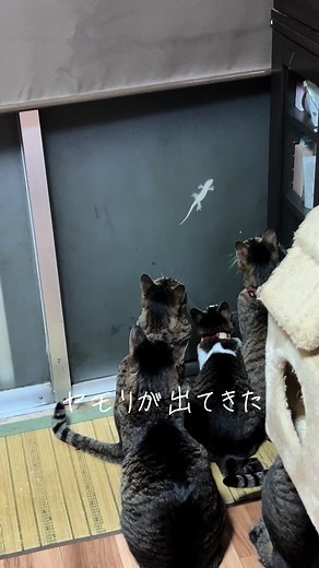 #保護猫 #癒し #ヤモリ #可愛い #かわいい #ネコ #ねこ #cat #家族 #キジ猫 #キジトラ