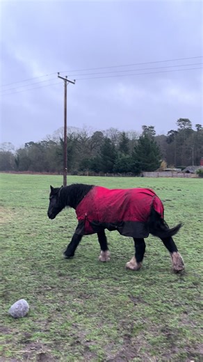 The days are getting longer every equestrian loves longer days