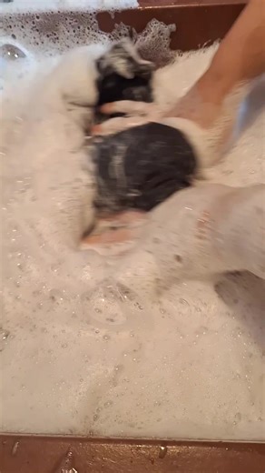 ASMR con jabon rey #asmr #espuma #lavandoamano #handwashing #jabonrey