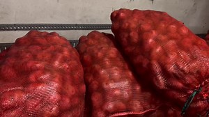 Mennonite Farmers About To Lose A Million Pounds In Potatoes, Here's Why Tonight, there are almost a million pounds of potatoes about to go bad in cold storage containers in San Antonio village. The red potatoes are from the fields of mennonite farmers, but they say they can’t find a market because there’s too much contraband to compete with. Here’s the story: . . The potatoes are produced in farms at 7 miles community and San Antonio. We’ll be seeing a response form the ministry of agriculture.