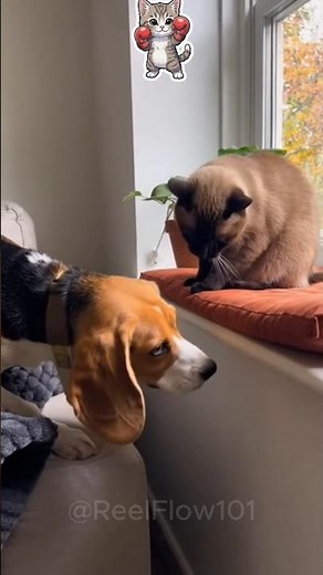 Cats That Totally Dominate Dogs 😼💥 | Funny Cat vs Dog Moments