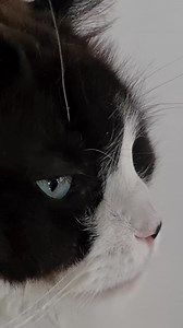 How to paint a realistic cat portrait | Timo the Ragdoll Cat