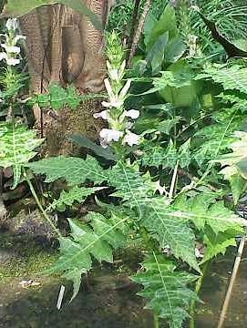 Acanthus spinous plant details