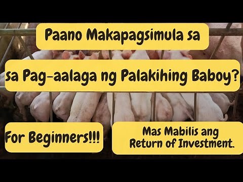 Paano Makapagsimula sa Pag- aalaga ng Palakihing Baboy?