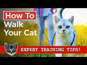 How To Walk Your Cat - Simple & Effective Cat Training Steps