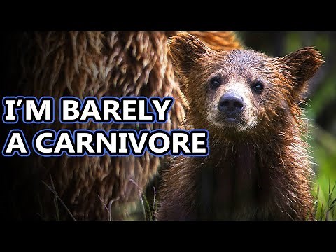 Bear facts: do you know all the bear species? | Animal Fact Files