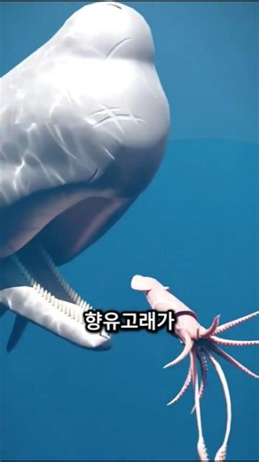 What Happens When a Whale Eats a Squid