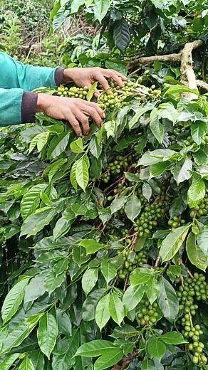 Coffee Plantation Tour: Picking Unripe Coffee Berries