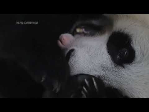 Java island zoo releases photos of the first panda cub born in Indonesia