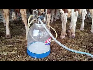 MACHINES A TRAIRE AU MALI UNE FERME LAITIERE PILOTE