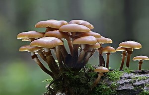 Researchers Fused Mushrooms And Robots - BGR