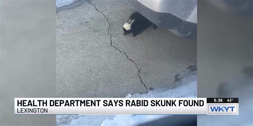 Lexington man finds rabid skunk in driveway