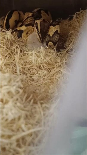 Feeding Day — Firefly Orange Dream Chocolate in Action