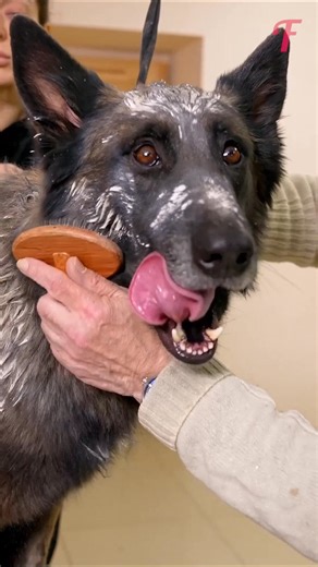 48K views · 444 reactions | Stray Dog's Amazing Transformation! How did this stray dog win hearts? . . . (For entertainment purposes only. Consult professionals if guidance on activities is presented. No brand affiliation is implied if any are shown. If inspired by true events, creative adaptations may be included. Content may include public footage.) | Fabiosa Life Stories | Facebook