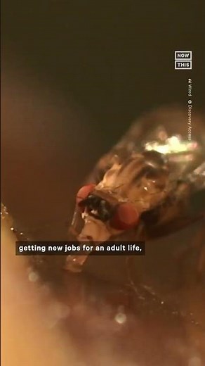 How Insect Brains Melt and Rewire During Metamorphosis